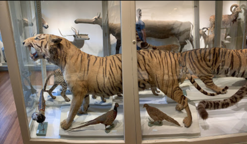 Winter Activities in Boston: Harvard Museum of Natural History